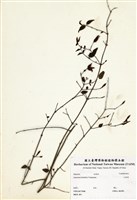 藏品(山素英)的圖片